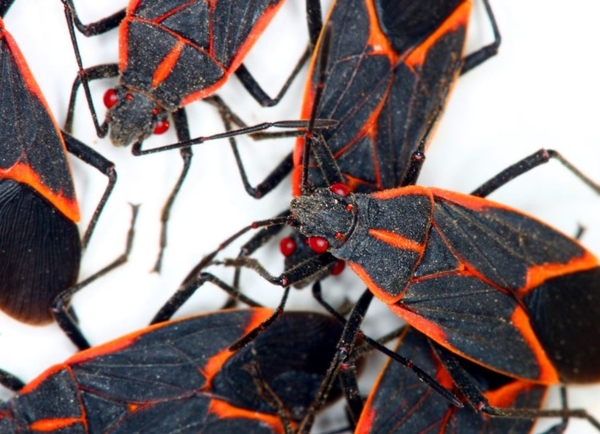 Box Elder Bugs