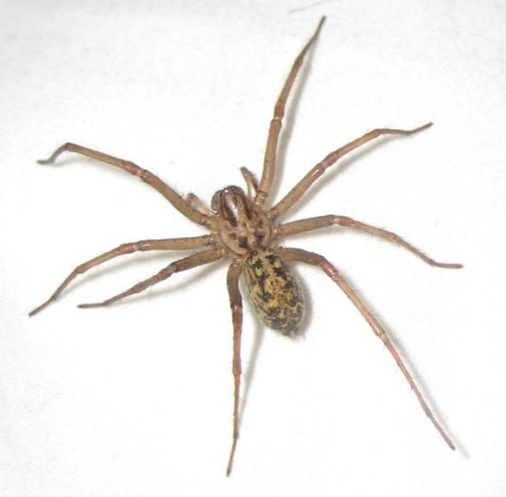 How To Get Rid Of Spiders Pure Pest Control