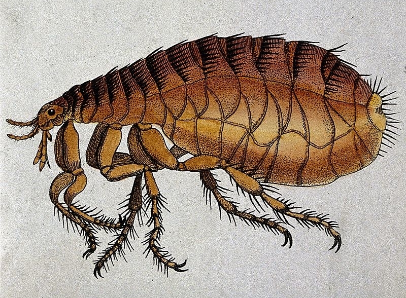 Adult Flea