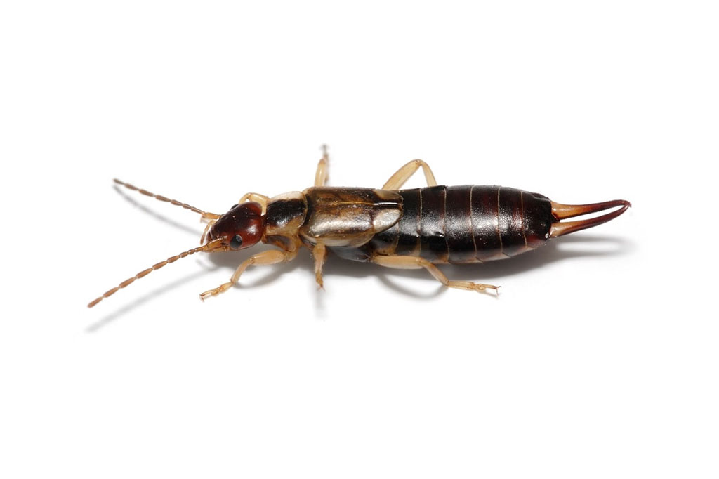 Common Earwig