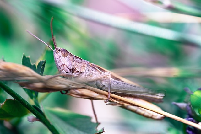 Getting Rid Of Grasshoppers