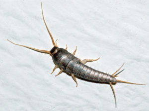 Silverfish