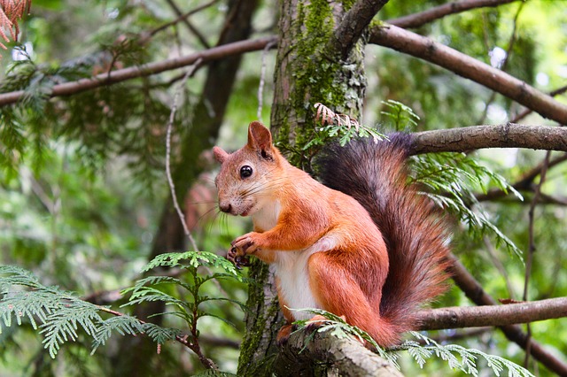 Squirrel On Branch