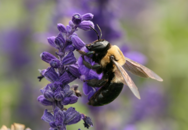 Carpenter Bee