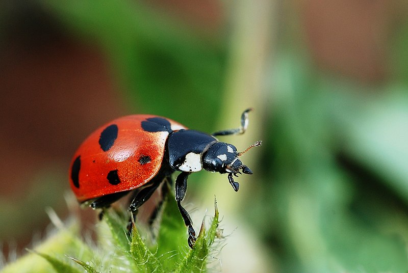 Asian Beatle