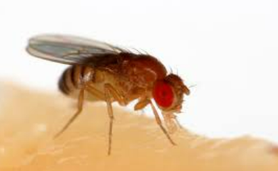 Fruit Flies