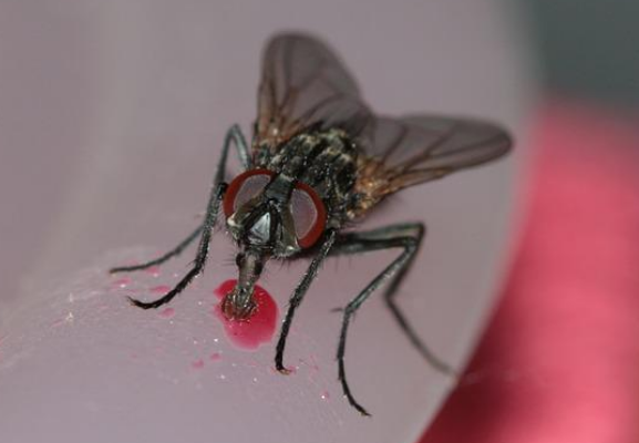 House Fly