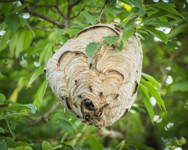 Hornet Nests