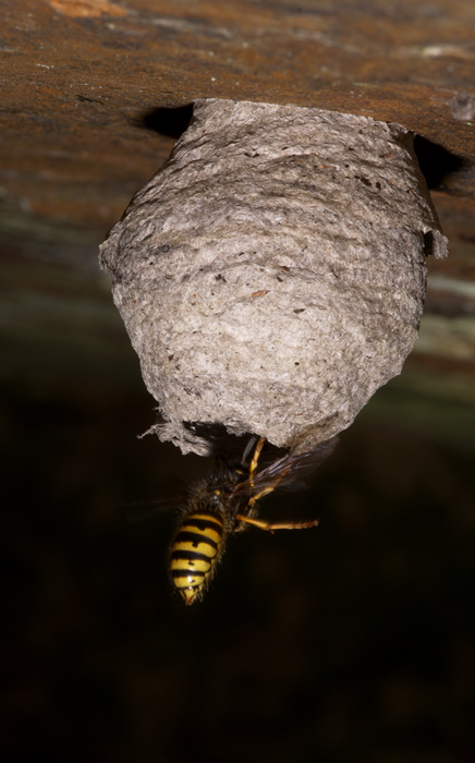 Paper Wasp Nest