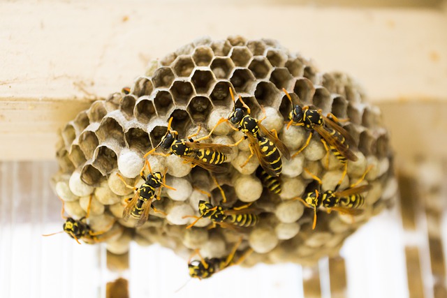 Wasp Nest