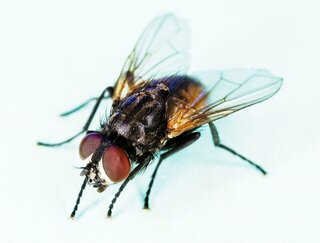 A common House fly