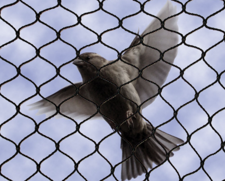 Bird Netting