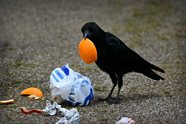 Bird eating trash