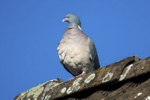 Birds Nesting On Roof