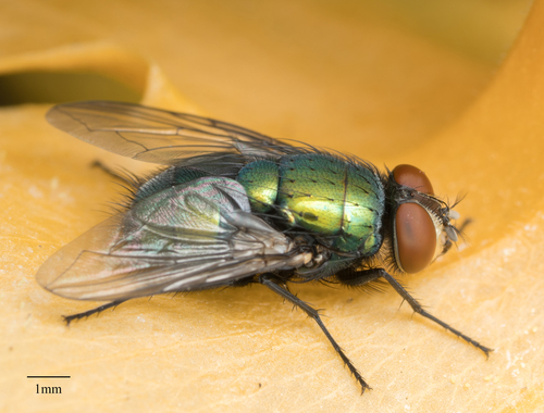 Common European_Greenbottle Fly