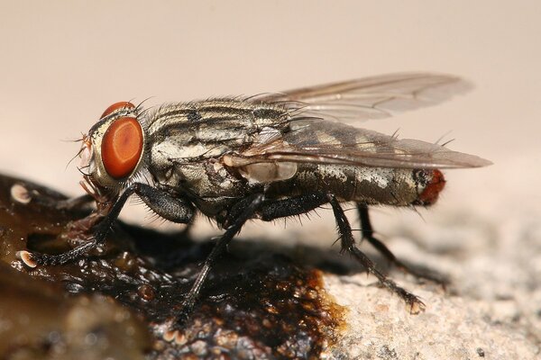 Flesh Flies