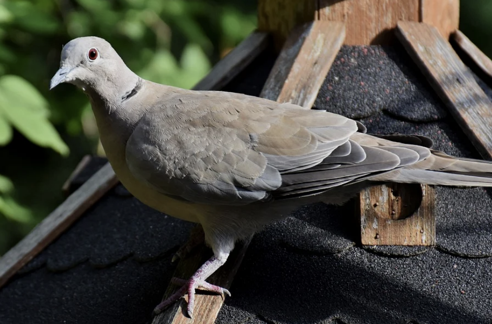 Pidgeon on balcony