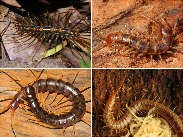 Different Types of Centipedes