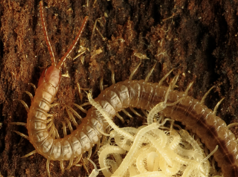 wikipedia photo centipede in moist area with babies