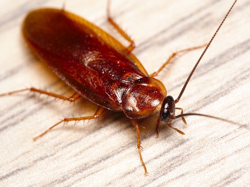 American Cockroach