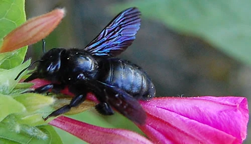 Carpenter Bees