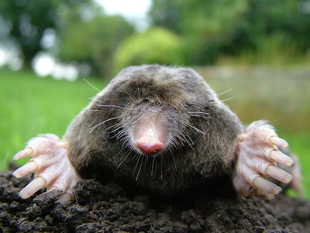 Getting Rid Of Moles