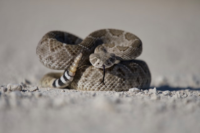 RattleSnake