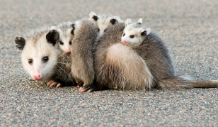 Possum From Car