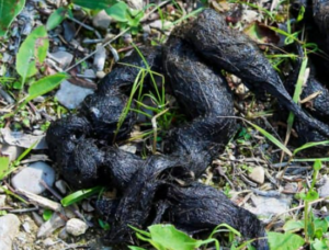 Backyard Animal Poop Identification – Most Common Types - Pure Pest Control