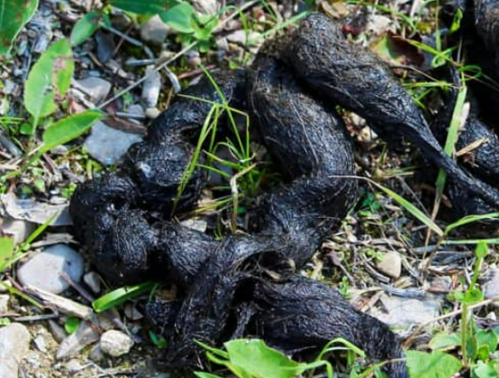 Backyard Animal Poop Identification – Most Common Types - Pure Pest Control