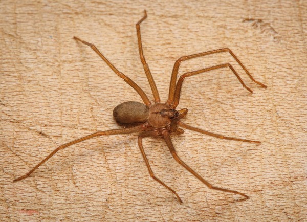 Brown Recluse Spider