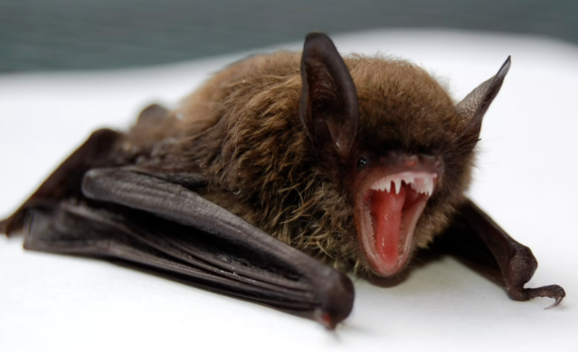 Idaho Brown Bat