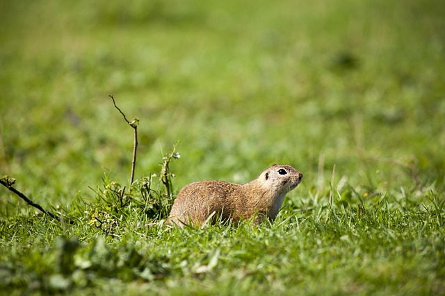 Ground Squirrel