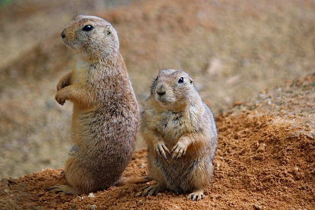 Prairie Dogs