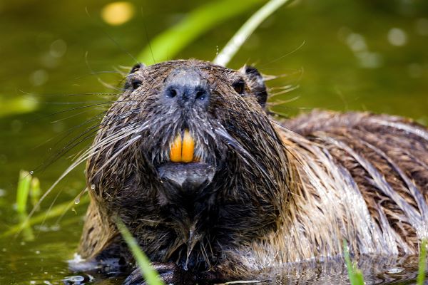 Beaver largest US native rodent