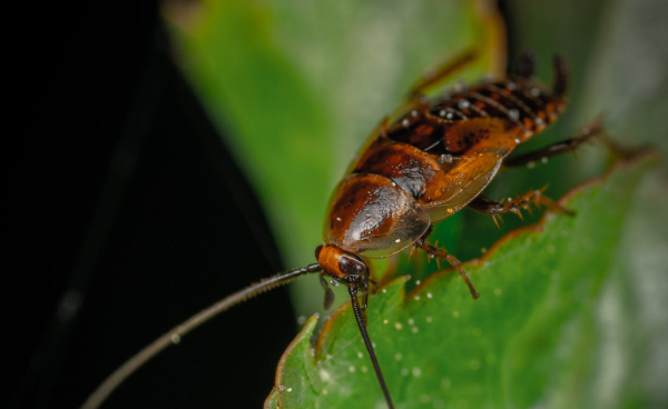 Cockroach on a leaf