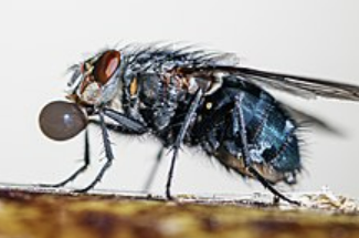 Housefly