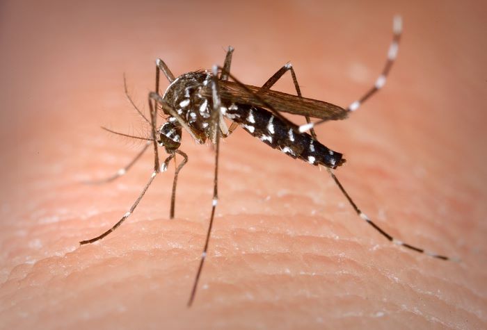 how-long-do-mosquito-bites-last-pure-pest-control