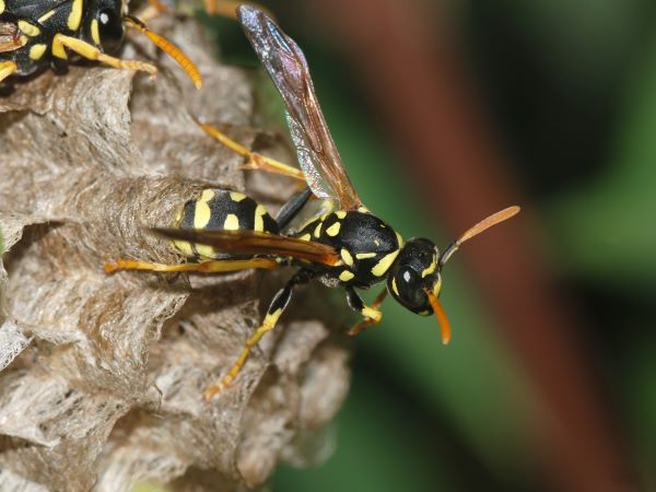 Wasps