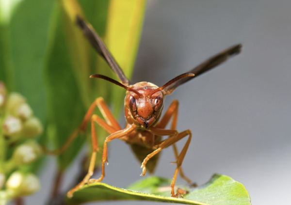 Red Wasps