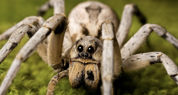 Wolf Spider