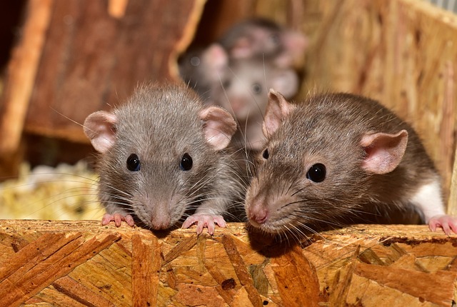 Rats Mice